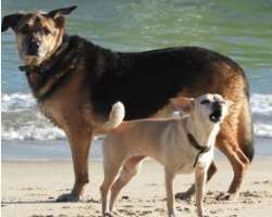 The actor adopted two dogs in his home who often appears in his Instagram posts.